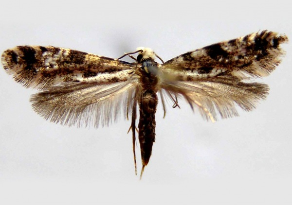 <i>Nemapogon granellus </i> (Linnaeus) (= <i>Tinea granella </i>) falsa tignola del grano