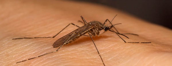 Zanzare: l'importanza di effettuare trattamenti combinati larvicidi-adulticidi
