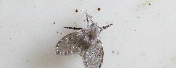 <i>Dittero Psycodidae</i>: il moscerino dei bagni