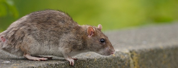 Ratti: come riconoscere le specie dai segni