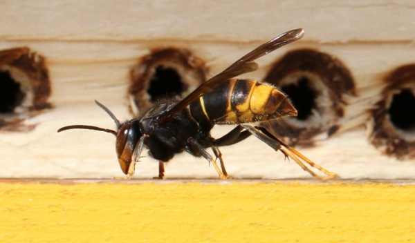 Vespa velutina: il nuovo predatore delle api