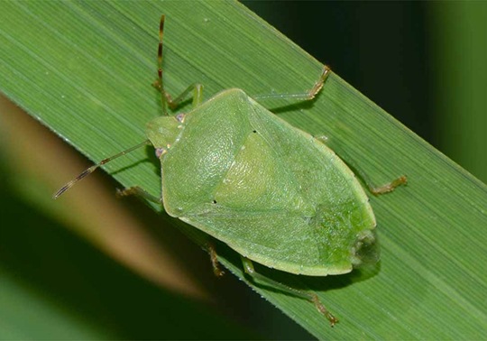<i>Nezara viridula</i> Linnaeus Cimice verde