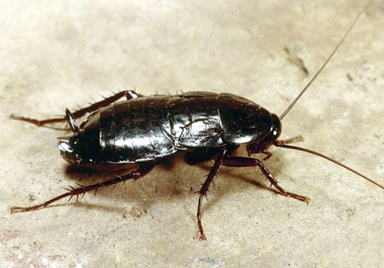 <i>Blatta orientalis</i> Linnaeus	  Blatta orientale, scarafaggio nero 