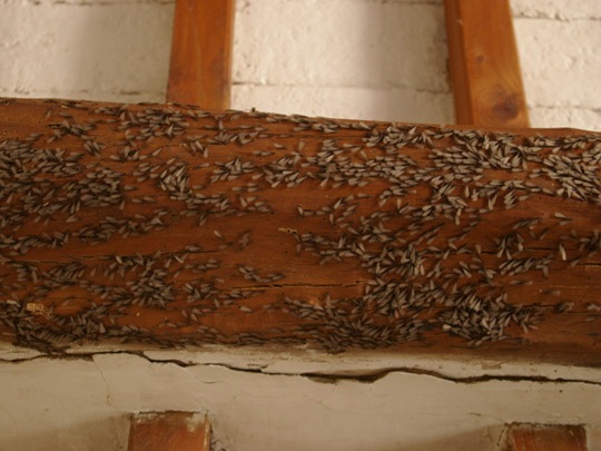 La formazione di nuove colonie termitiche