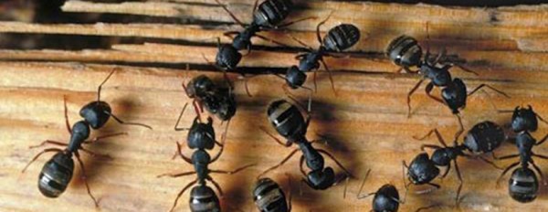 Il risveglio delle formiche nelle strutture ricettive