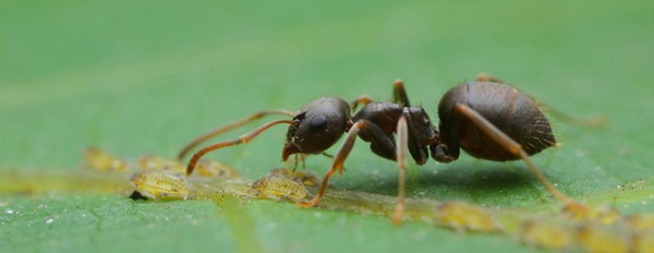 Le formiche dei giardini 