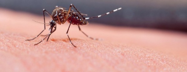 Il virus Zika: l’ultimo agente patogeno trasmesso dalle zanzare