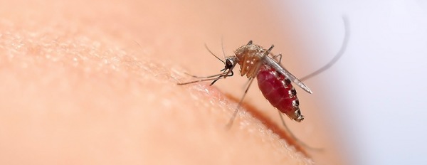 Linee guida per un efficace piano di controllo delle zanzare