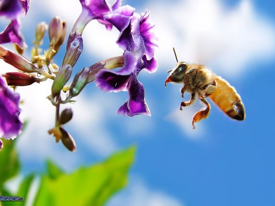 Trattamenti delle piante in fiore e salvaguardia delle api