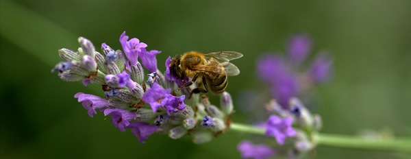 Trattamenti delle piante in fiore e salvaguardia delle api