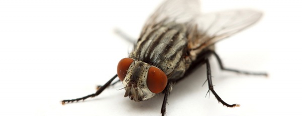 La mosca nei bar e l'impiego di sistemi di erogazione automatica degli insetticidi