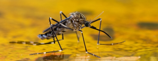 Aëdes japonicus: l'ultima zanzara arrivata in Italia