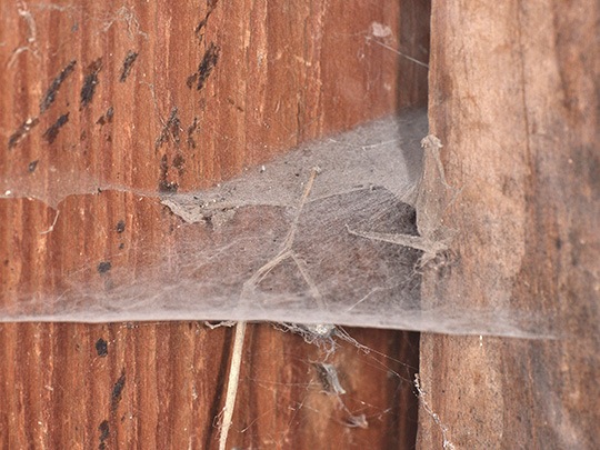 Ragni infestanti nelle case: in Italia ci sono specie pericolose?