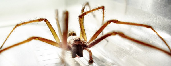 Ragni infestanti nelle case: in Italia ci sono specie pericolose?