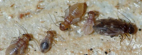 Gli Psocotteri, insetti minuscoli che amano i luoghi umidi 