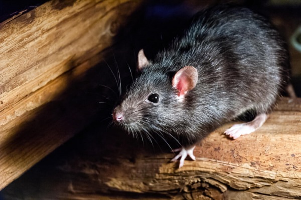 Infestanti portati da altri animali - i topi come vettori di infestanti