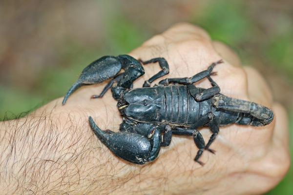 Gli scorpioni: come riconoscerli