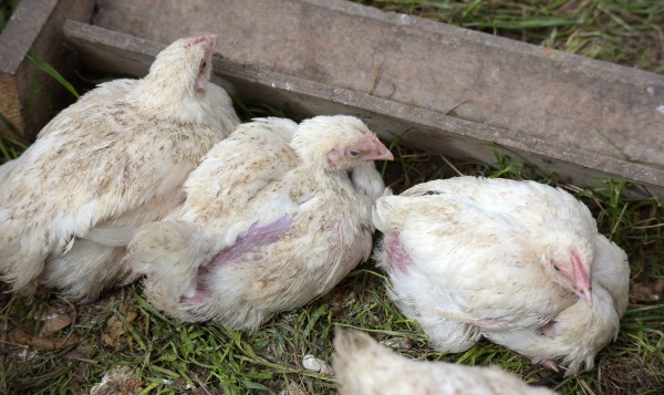 Gli infestanti delle aziende avicole, oltre al “falso” pidocchio del pollo