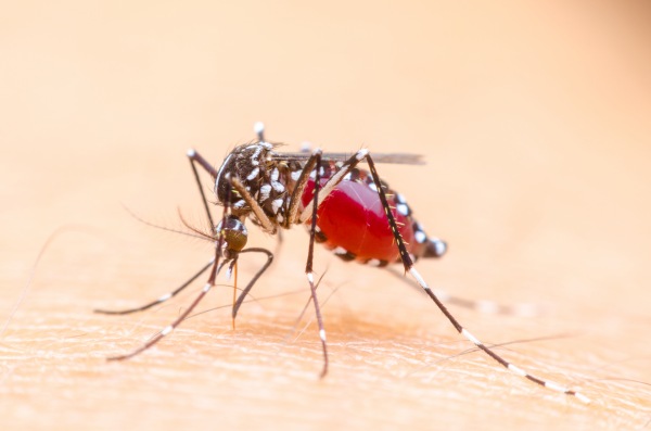 Le punture di zanzare: malattie infettive e allergie