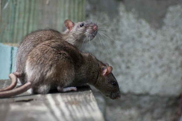 Infestanti e agenti infettivi portati da altri animali: il caso di topi e ratti parassiti interni e patogeni (parte terza)