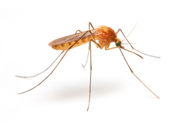 Infestazione di zanzare negli orti urbani