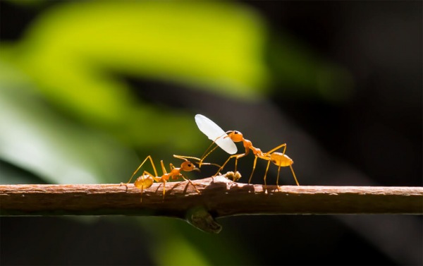 La comunicazione tra gli insetti