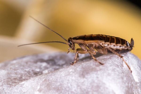 Attrattivi e Insect growth regulator come supporti nella lotta insetticida