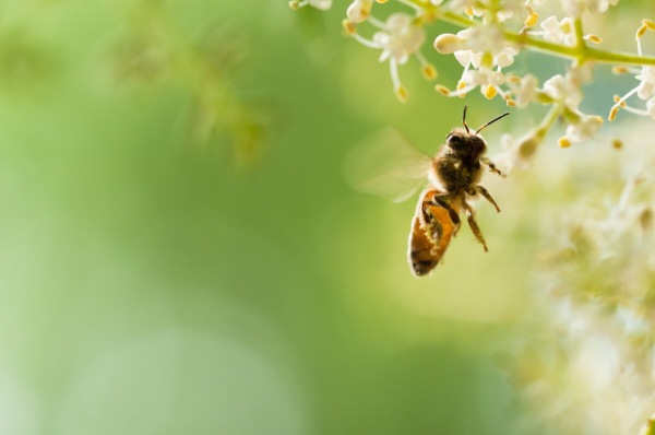 la giornata mondiale delle api