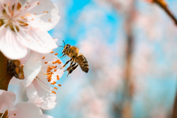 la giornata mondiale delle api