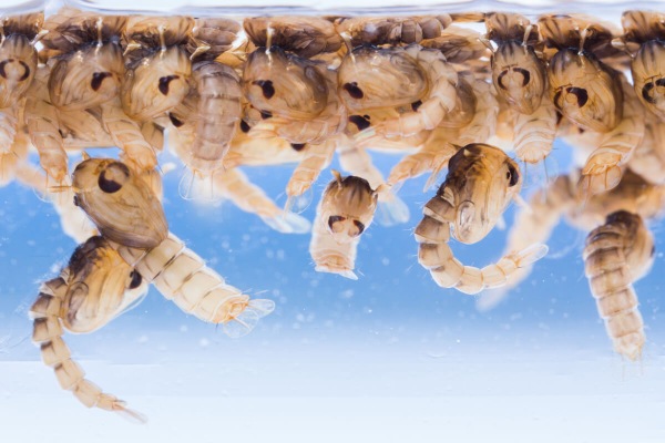 La morfologia degli insetti: le pupe delle zanzare