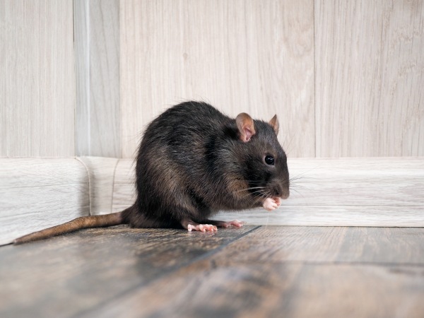 Sapevi che la riproduzione di ratti e topi cambia in ambiente antropizzato?