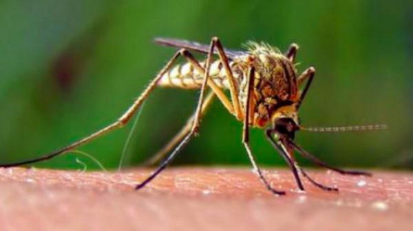 Zanzare e Coronavirus: facciamo il punto