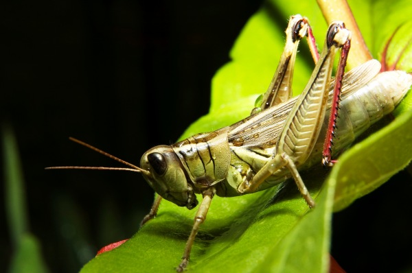 Le invasioni di locuste in Africa: un problema di difficile soluzione – 1° parte (di che cosa si tratta)