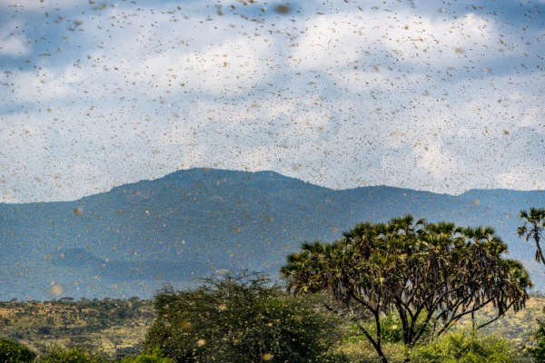 Le invasioni di locuste in Africa e non solo – 2° parte (le possibili soluzioni al problema)