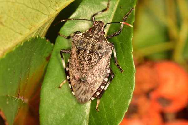 Come contrastare gli insetti di nuova introduzione con l’immissione di parassitoidi. La cimice asiatica e la vespa samurai - Parte seconda