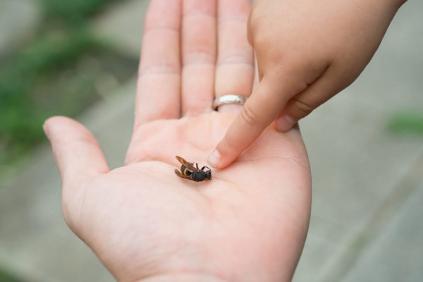 Come gli insetticidi agiscono per contatto sugli insetti? Fattori di penetrazione nel tegumento