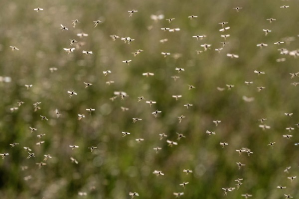 Resistenza delle zanzare agli insetticidi (prima parte)