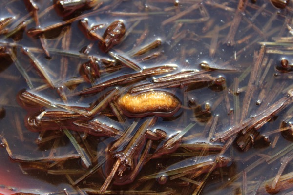 Le larve con la coda nei liquami e acque sporche
