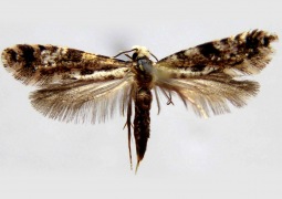 Nemapogon granellus  (Linnaeus) (= Tinea granella )