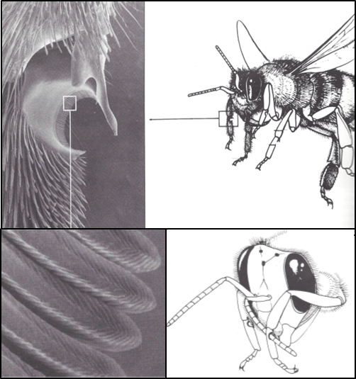 Gli insetti e la loro attivitÃ  di grooming